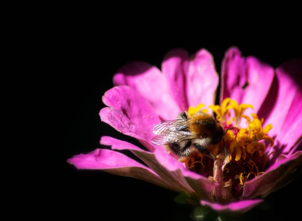 Bumblebee Çiçek Siyah Bir Arkaplanda Izole Edilmiş — Stok fotoğraf