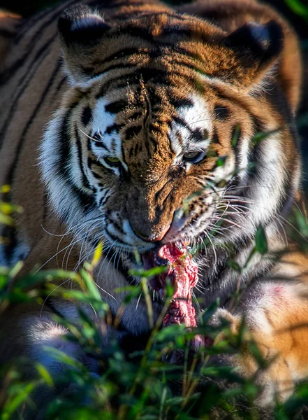 Tigre Sibérien Dans Herbe Nourrissant Siber — Photo