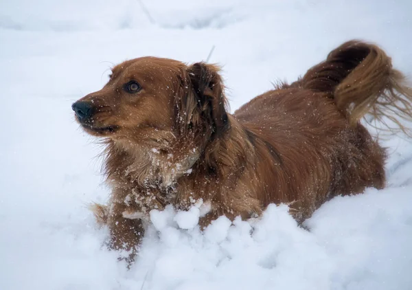 Karda Uzun Saçlı Dachshund — Stok fotoğraf