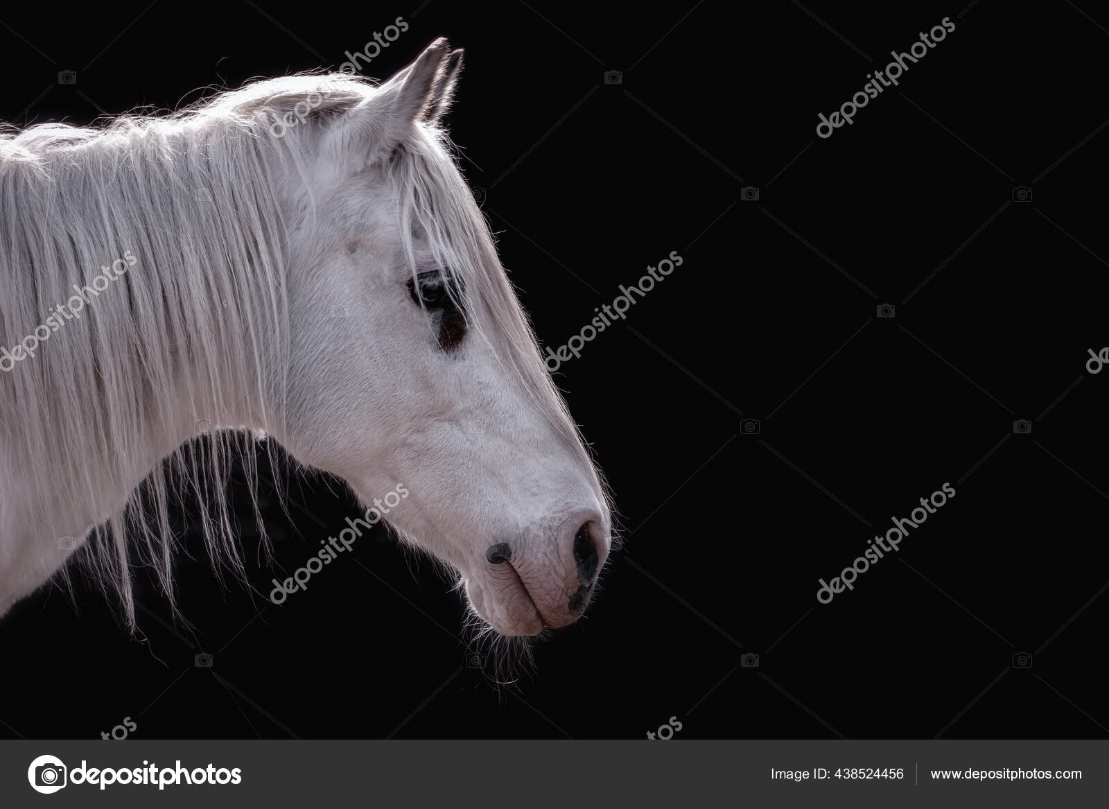 White Horse Black Background Stock Photo by ©stanzi11 438524456