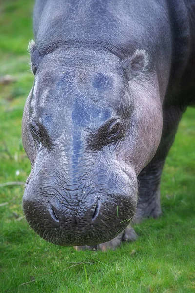 Pygmee nijlpaard close-up beeld in de natuur — Stockfoto