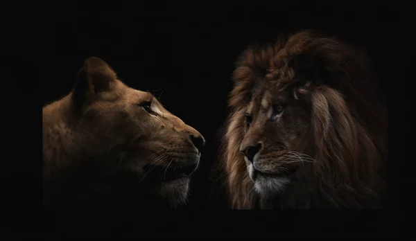 Lew i lwica patrzą na siebie na czarnym tle. — Zdjęcie stockowe