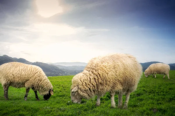 Ovejas pastando en el campo verde durante la puesta del sol. — Foto de Stock