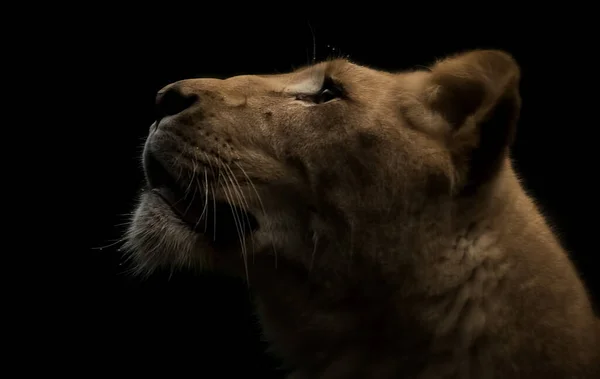 Löwin Starrt Auf Schwarzem Hintergrund Nach Oben — Stockfoto