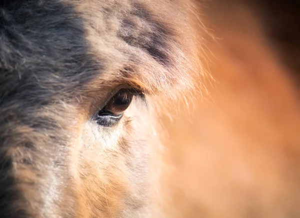 Imagen de primer plano de un gran ojo de burro marrón — Foto de Stock