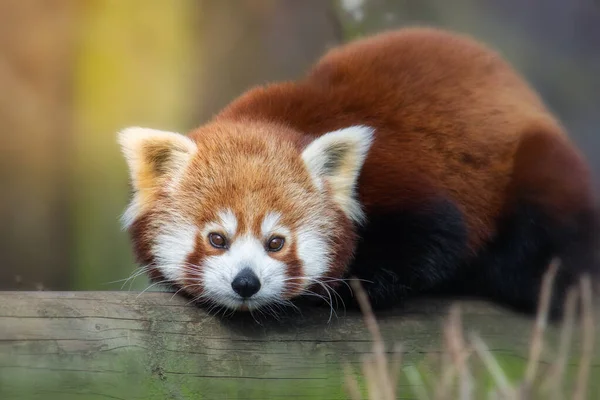 Cute red panda laying on a log — Stock Photo, Image