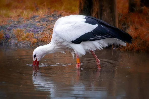 秋の水の中の白いコウノトリ狩り. — ストック写真