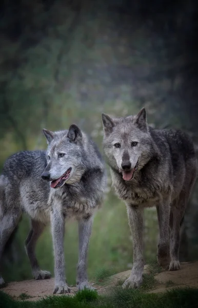 Een paar wolven in het donkere bos. — Stockfoto