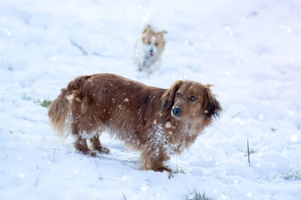 Χαριτωμένα σκυλιά παίζουν στο λευκό χιόνι — Φωτογραφία Αρχείου