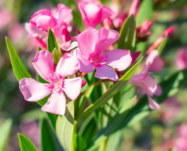 Pembe neryum zakkum çiçekleri gün ışığında