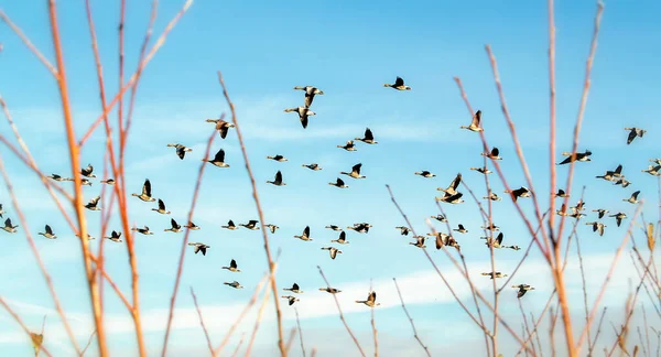 Migración de ganso en una soleada tarde de invierno —  Fotos de Stock