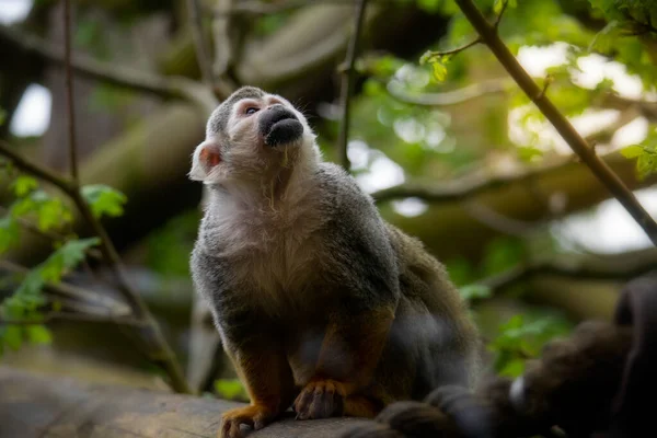 Pavoučí opice se dívá na oblohu mezi větvemi — Stock fotografie