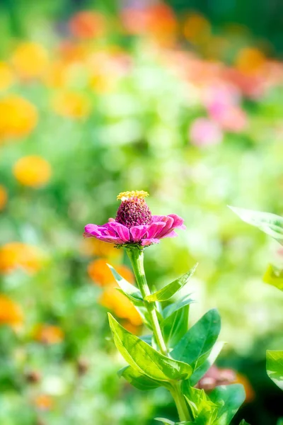 Flores silvestres en un campo soleado en primavera. — Foto de Stock