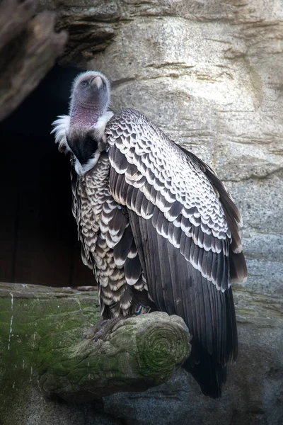 White necked vulture sitting on a piece of wood — Stock Photo, Image