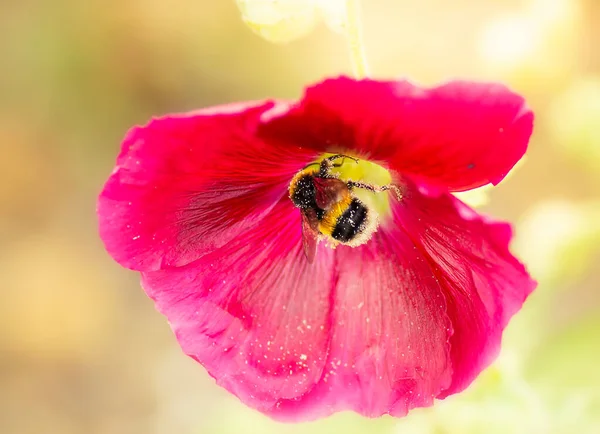 Bumblebee che raccoglie il nettare da un grande fiore rosso — Foto Stock