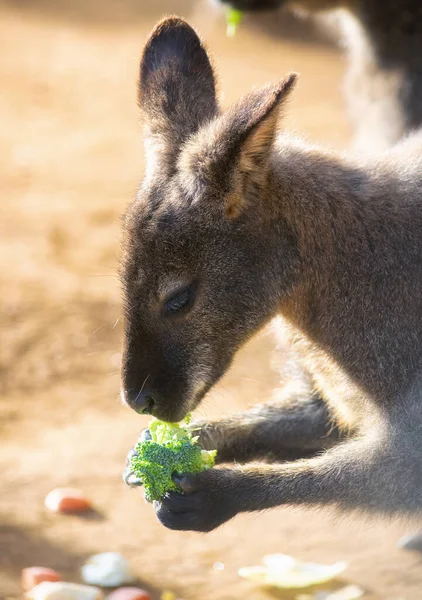 Wallaby Eet Een Broccoli — Stockfoto