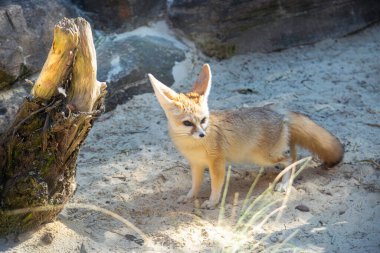 Fennec Fox, çöl tilkisi olarak da bilinir.