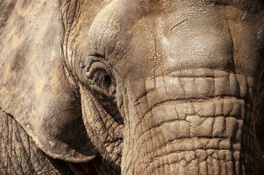 Bir Afrika filinin kafasının yakından çekilmiş hali.. 