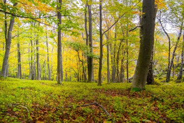 Renkli bahar ormanları ve ağaçlar. 