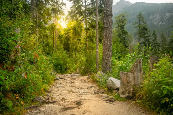 Magical forest path between the lush foliage. — Stock Photo, Image