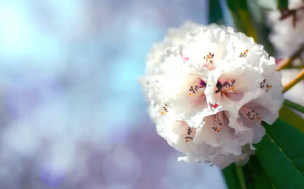 Schöne weiße Rhododendron blüht zur Frühlingszeit — Stockfoto