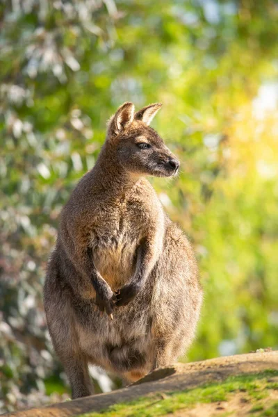 Leuke Australische wallaby in de zonnige natuur — Stockfoto