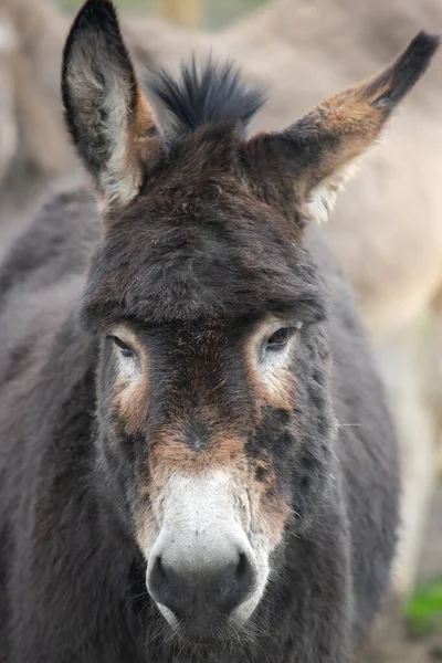C.lose up portrait of a cute brown donkey — Stock Photo, Image