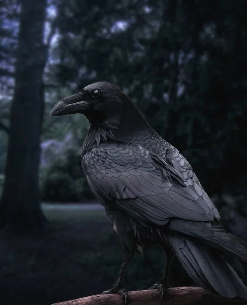 Черный ворон сидит на ветке в темном лесу — стоковое фото