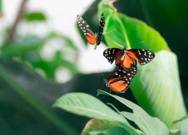 Kral kelebekleri baharda bitkilerin üzerinde