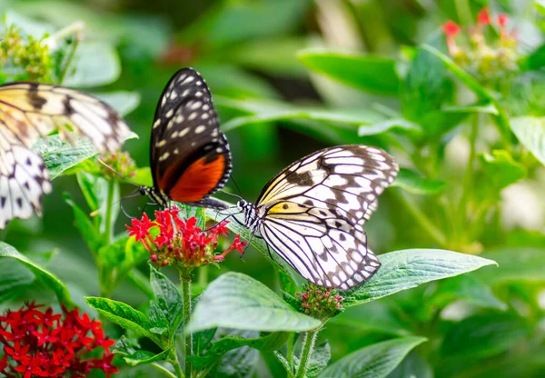 Butterflies on the flowers at spring time — Stock Photo, Image