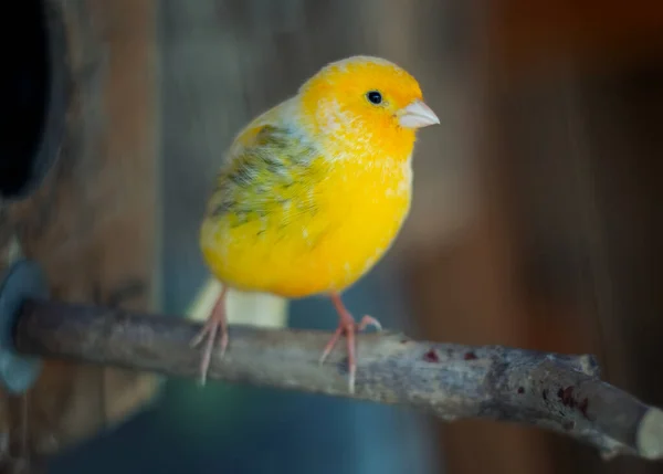 Mignon petit oiseau canari jaune assis sur une branche — Photo