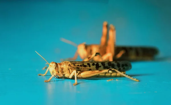 Cricket insekter på en vanlig blå bakgrund. — Stockfoto