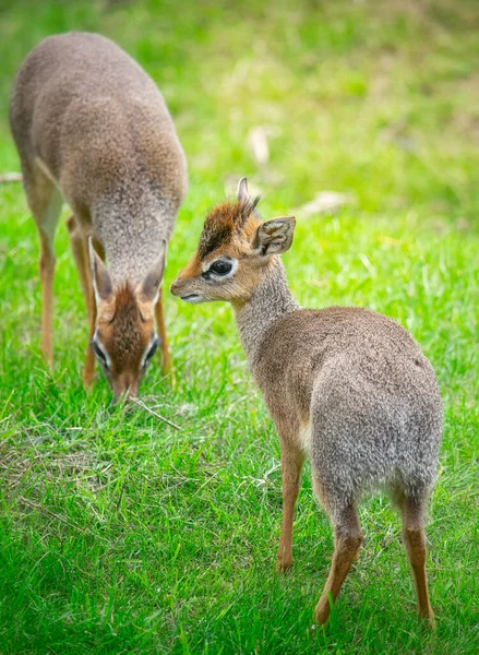 Dik dik antiloplar yeşil çimlerde. — Stok fotoğraf