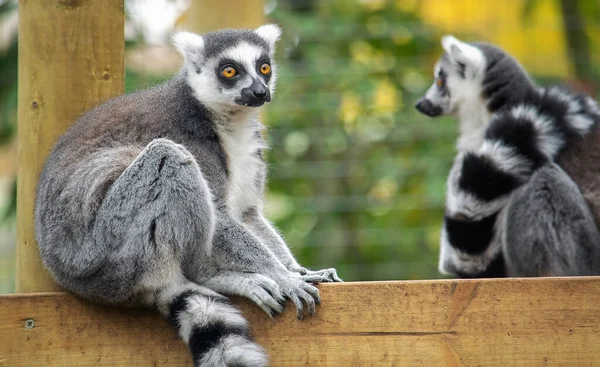 Lémures blancos y negros en una tabla de madera — Foto de Stock