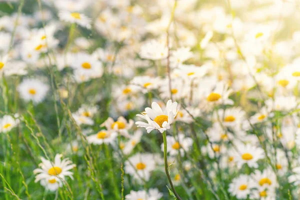 Campo floreciente de margaritas blancas. Hermosa escena de naturaleza. — Foto de Stock
