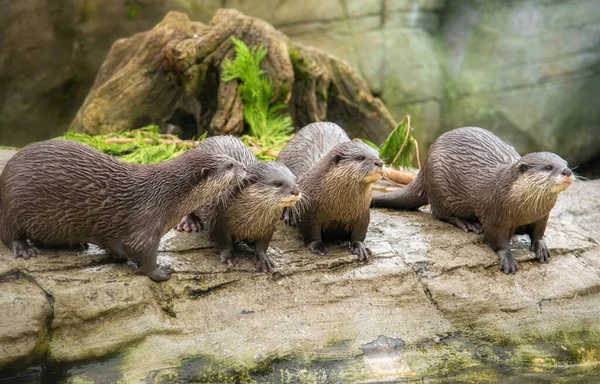 Fischotterfamilie steht auf einer Holzplanke — Stockfoto