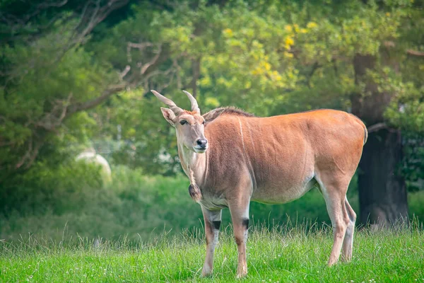 Divoký africký Eland antilopa v přírodě — Stock fotografie