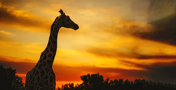 サバンナの夕日にそびえるアフリカのキリン — ストック写真
