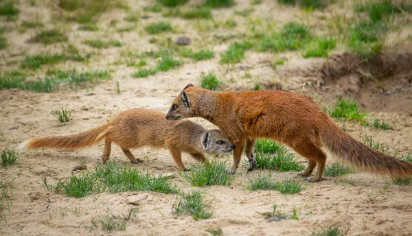 Mère mangouste jaune et son chiot dans la nature — Photo