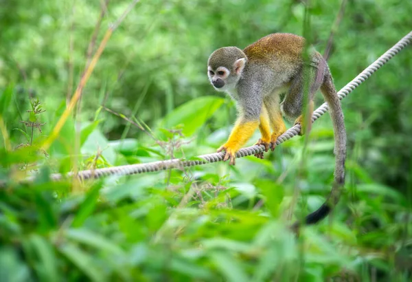 Petit singe écureuil grimpant sur une corde — Photo