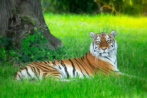 Majestuoso tigre siberiano descansando en la hierba Imagen de stock