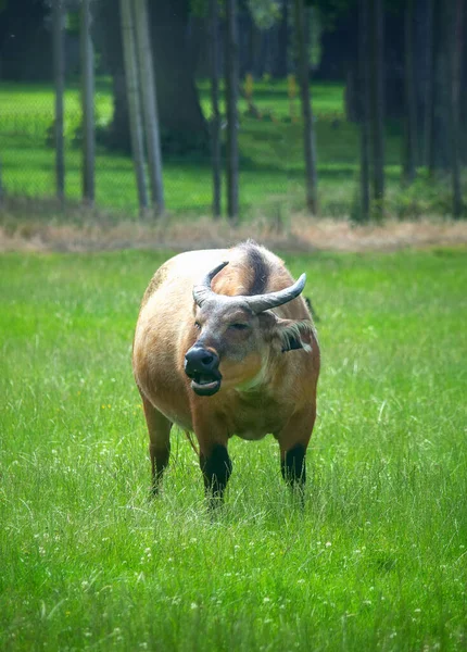 Afričtí trpasličí lesní bizoni pasoucí se v přírodě — Stock fotografie