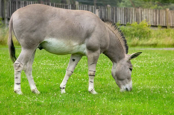 Somali wild ass feeding on the grass — Stok fotoğraf