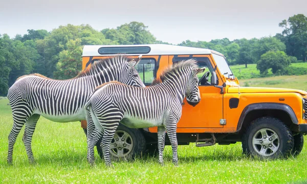 Рейнджер кормит зебр в сафари-парке — стоковое фото