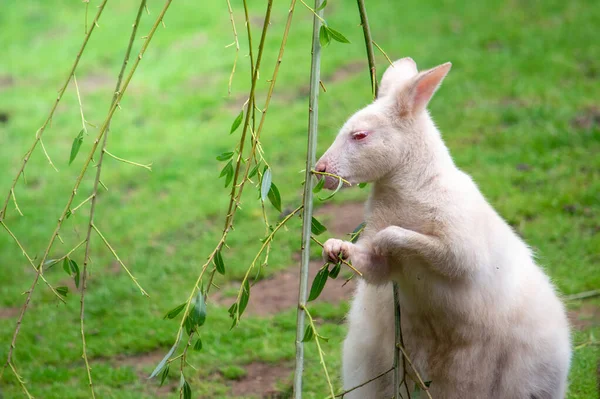 Albino wallaby voedt zich met bladeren van een tak — Stockfoto
