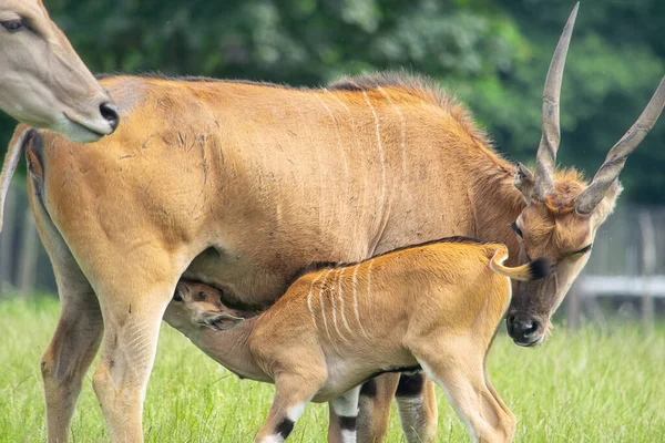 Bebé Eland antílope chupando leche de su madre — Foto de Stock