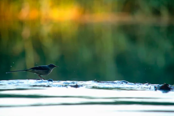 Grey wagtail drinking water on top of a small waterfall — Stock Photo, Image