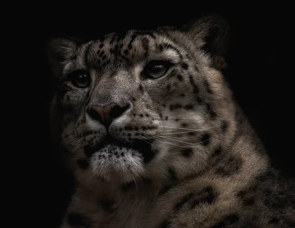 Portrait léopard des neiges sur fond noir. — Photo
