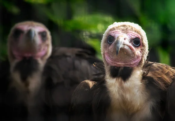 Retrato de um par de abutres encapuzados. — Fotografia de Stock