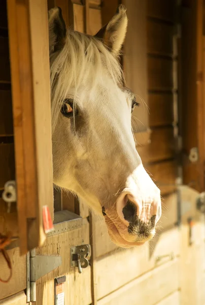 Koně ve stájích — Stock fotografie